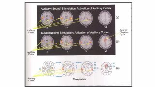 prof. dr. habil. Hegyi Gabriella Phd: A Hagyományos Kínai Orvoslás helye és szerepe a mai betegellátásban