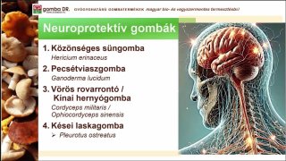 Szondiné Tóth Ágnes